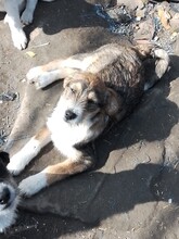 ONIX, Hund, Mischlingshund in Rumänien - Bild 15