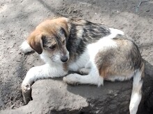 ONIX, Hund, Mischlingshund in Rumänien - Bild 17