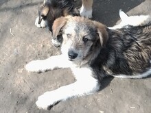 ONIX, Hund, Mischlingshund in Rumänien - Bild 18