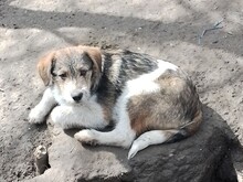 ONIX, Hund, Mischlingshund in Rumänien - Bild 19