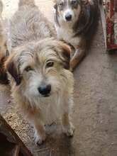 ONIX, Hund, Mischlingshund in Rumänien - Bild 2