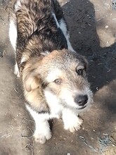 ONIX, Hund, Mischlingshund in Rumänien - Bild 20