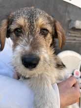 ONIX, Hund, Mischlingshund in Rumänien - Bild 21