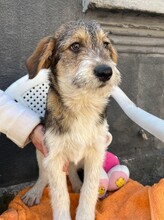 ONIX, Hund, Mischlingshund in Rumänien - Bild 22