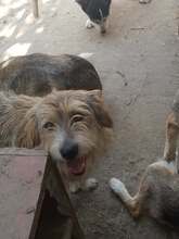 ONIX, Hund, Mischlingshund in Rumänien - Bild 4