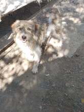 ONIX, Hund, Mischlingshund in Rumänien - Bild 5