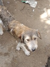 ONIX, Hund, Mischlingshund in Rumänien - Bild 6