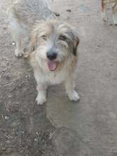 ONIX, Hund, Mischlingshund in Rumänien - Bild 7