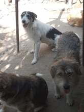 ONIX, Hund, Mischlingshund in Rumänien - Bild 8
