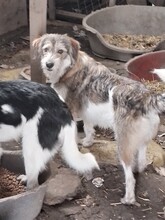 ONIX, Hund, Mischlingshund in Rumänien - Bild 9