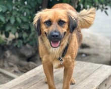 BILLY, Hund, Mischlingshund in Aerzen - Bild 1