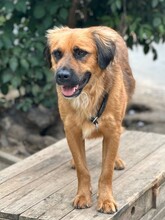 BILLY, Hund, Mischlingshund in Aerzen - Bild 2
