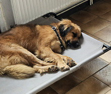 BILLY, Hund, Mischlingshund in Aerzen - Bild 3