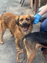 BILLY, Hund, Mischlingshund in Aerzen - Bild 4
