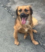 BILLY, Hund, Mischlingshund in Aerzen - Bild 5