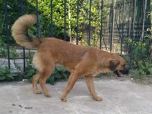 BILLY, Hund, Mischlingshund in Aerzen - Bild 6