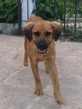 BILLY, Hund, Mischlingshund in Aerzen - Bild 8