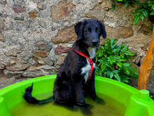 GIUSEPPINO, Hund, Mischlingshund in Strehla - Bild 1