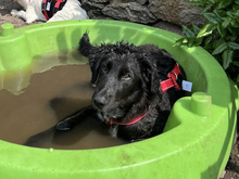GIUSEPPINO, Hund, Mischlingshund in Strehla - Bild 2