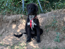GIUSEPPINO, Hund, Mischlingshund in Strehla - Bild 3