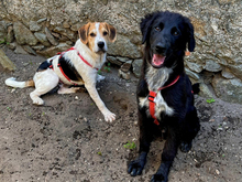 GIUSEPPINO, Hund, Mischlingshund in Strehla - Bild 4