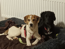 GIUSEPPINO, Hund, Mischlingshund in Strehla - Bild 5
