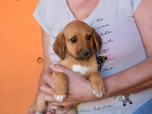 ALFREDO, Hund, Mischlingshund in Berlin - Bild 1