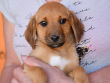 ALFREDO, Hund, Mischlingshund in Berlin - Bild 2