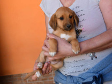 ALFREDO, Hund, Mischlingshund in Berlin - Bild 3