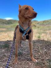 NEMO, Hund, Podenco Andaluz in Spanien - Bild 1
