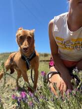 NEMO, Hund, Podenco Andaluz in Spanien - Bild 2