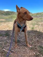 NEMO, Hund, Podenco Andaluz in Spanien - Bild 3