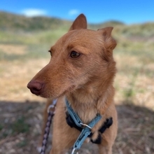 NEMO, Hund, Podenco Andaluz in Spanien - Bild 4