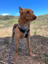 NEMO, Hund, Podenco Andaluz in Spanien - Bild 5