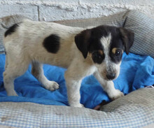 DAISY, Hund, Mischlingshund in Griechenland - Bild 1