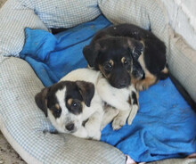 DAISY, Hund, Mischlingshund in Griechenland - Bild 3