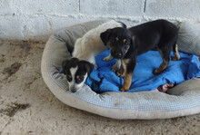 DAISY, Hund, Mischlingshund in Griechenland - Bild 4