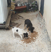 DAISY, Hund, Mischlingshund in Griechenland - Bild 5