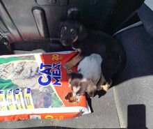 DAISY, Hund, Mischlingshund in Griechenland - Bild 6