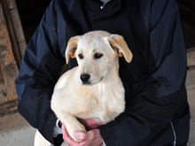 AMAIA-AMAYA, Hund, Mischlingshund in Berlin - Bild 1