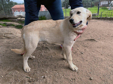 AMAIA-AMAYA, Hund, Mischlingshund in Berlin - Bild 2