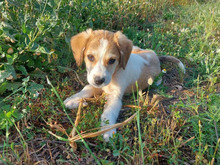 ERIK, Hund, Mischlingshund in Königsbrück - Bild 1
