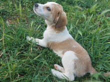 ERIK, Hund, Mischlingshund in Königsbrück - Bild 2