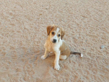 ERIK, Hund, Mischlingshund in Königsbrück - Bild 3