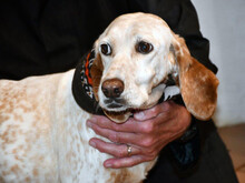 NADINA-NADIA, Hund, Mischlingshund in Papenhagen - Bild 1