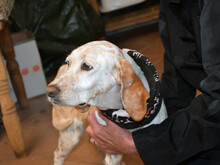 NADINA-NADIA, Hund, Mischlingshund in Papenhagen - Bild 2