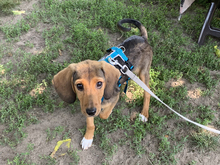 AGOSTO, Hund, Mischlingshund in Ahrensfelde - Bild 1