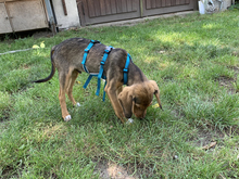 AGOSTO, Hund, Mischlingshund in Ahrensfelde - Bild 2