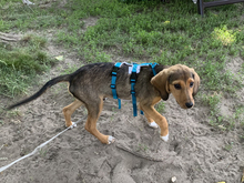 AGOSTO, Hund, Mischlingshund in Ahrensfelde - Bild 3