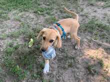 ANTONIO, Hund, Mischlingshund in Ahrensfelde - Bild 2